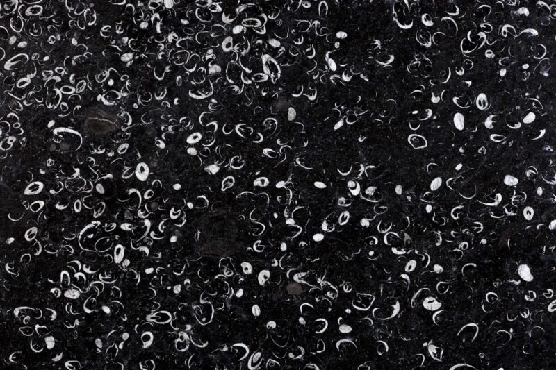 Fossil Black