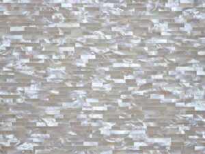 Mother Of Pearl Oyster