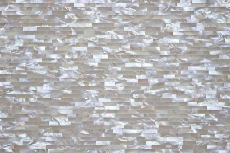 Mother Of Pearl Oyster