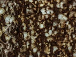 Petrified Wood Onyx (Backlit)