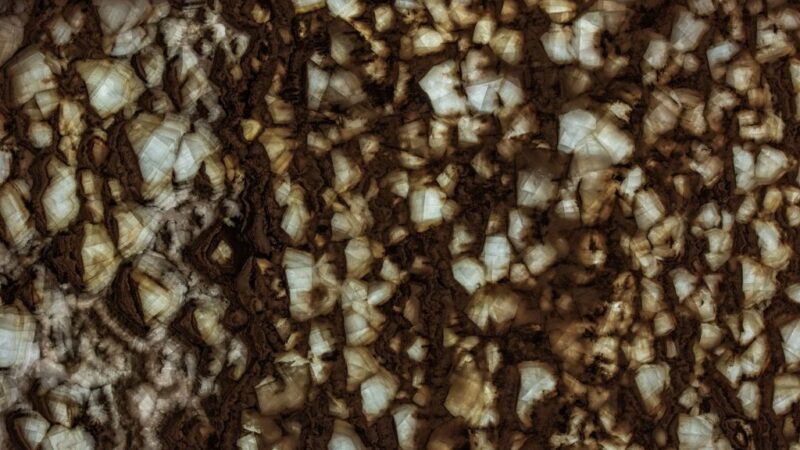 Petrified Wood Onyx (Backlit)