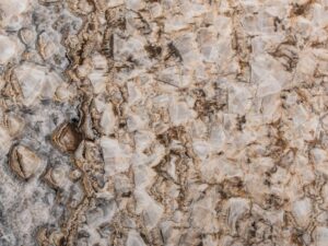Petrified Wood Onyx